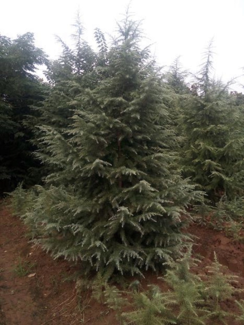 出售2-4米雪松量大有优惠