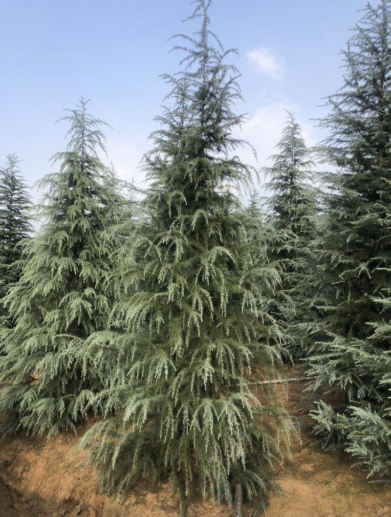 出售2-4米雪松量大有优惠