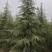 出售2-4米雪松量大有优惠