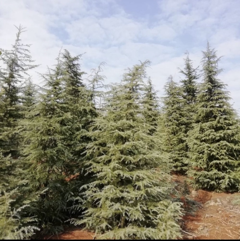 出售2-4米雪松量大有优惠