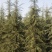 出售2-4米雪松量大有优惠