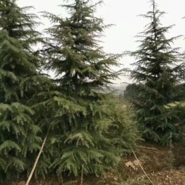 出售2-4米雪松量大有优惠