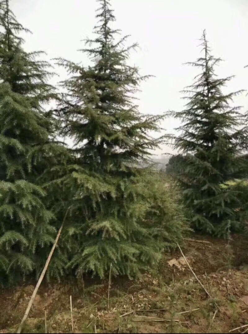 出售2-4米雪松量大有优惠