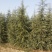 出售2-4米雪松量大有优惠