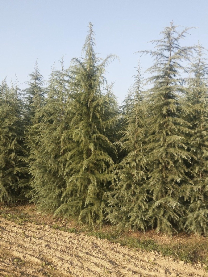 出售2-4米雪松量大有优惠