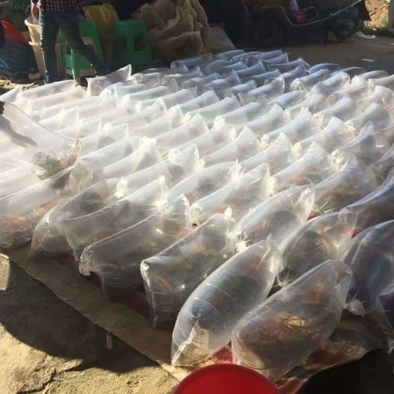 淡水石斑鱼苗，淡水花斑鱼苗石斑鱼苗大型养殖食，