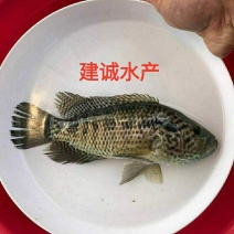 淡水石斑鱼苗，淡水花斑鱼苗石斑鱼苗大型养殖食，