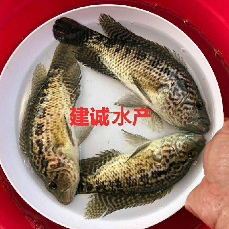 淡水石斑鱼苗，淡水花斑鱼苗石斑鱼苗大型养殖食，
