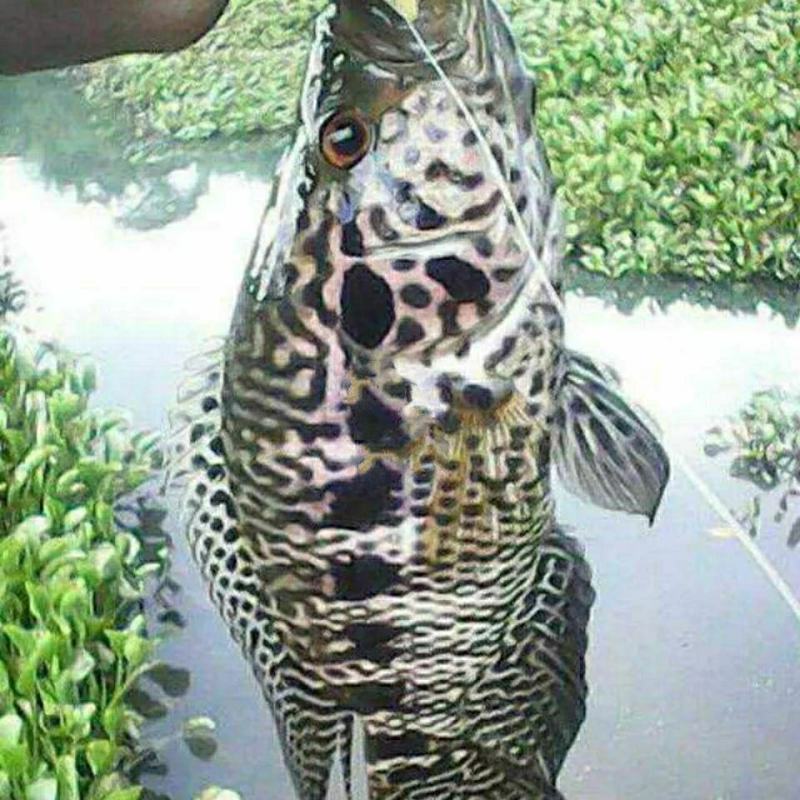 淡水石斑鱼苗，淡水花斑鱼苗石斑鱼苗大型养殖食，