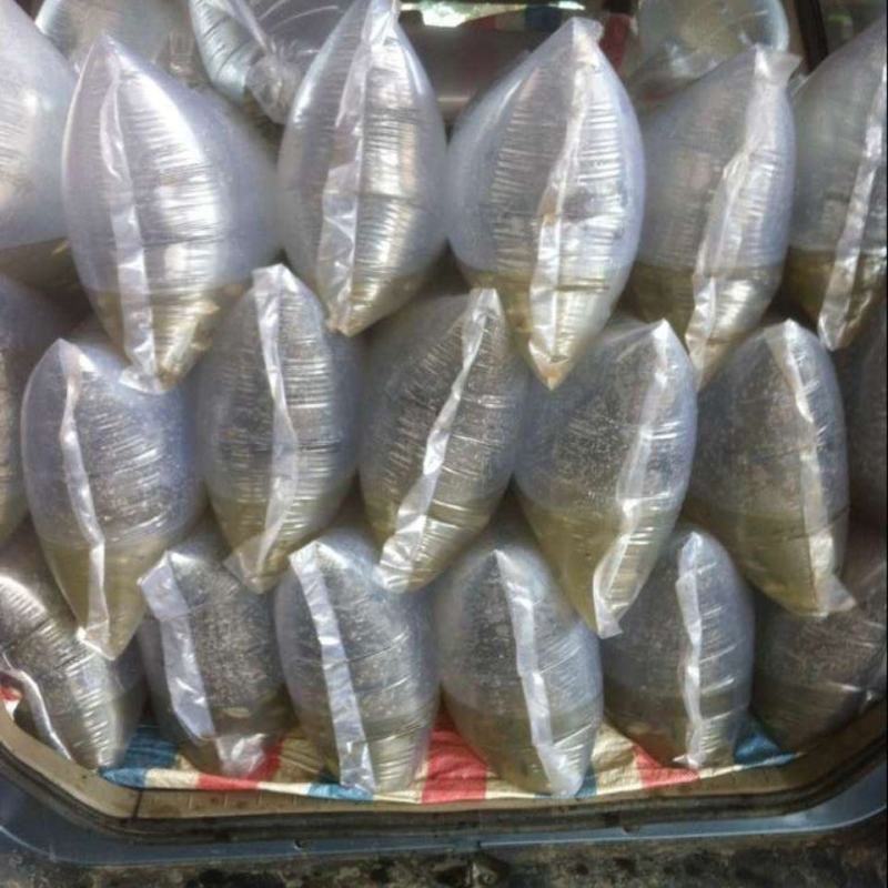 淡水石斑鱼苗，淡水花斑鱼苗石斑鱼苗大型养殖食，