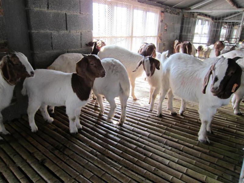 山东波尔山羊种羊优良品种包技术包回收买10头送2头