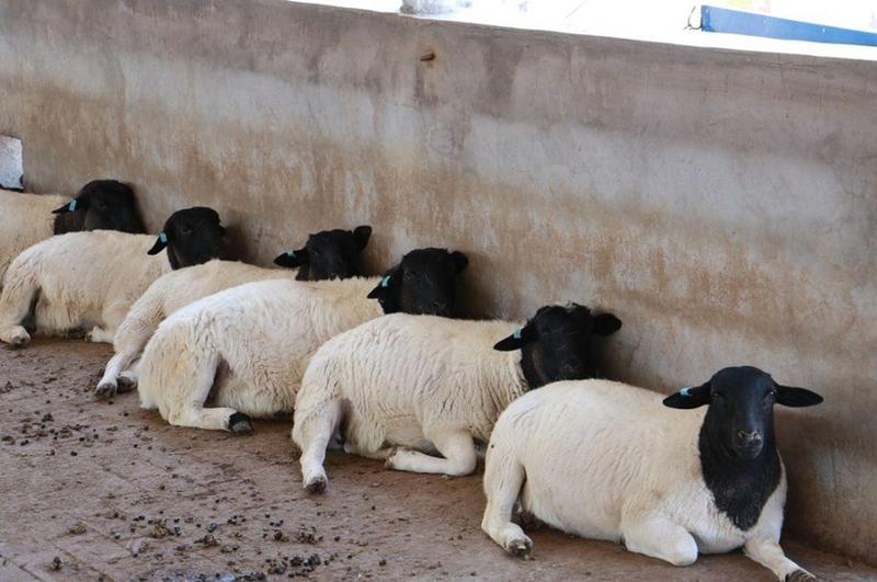 山东黑头杜泊羊种羊免费提供上门技术送打草机免费送到家