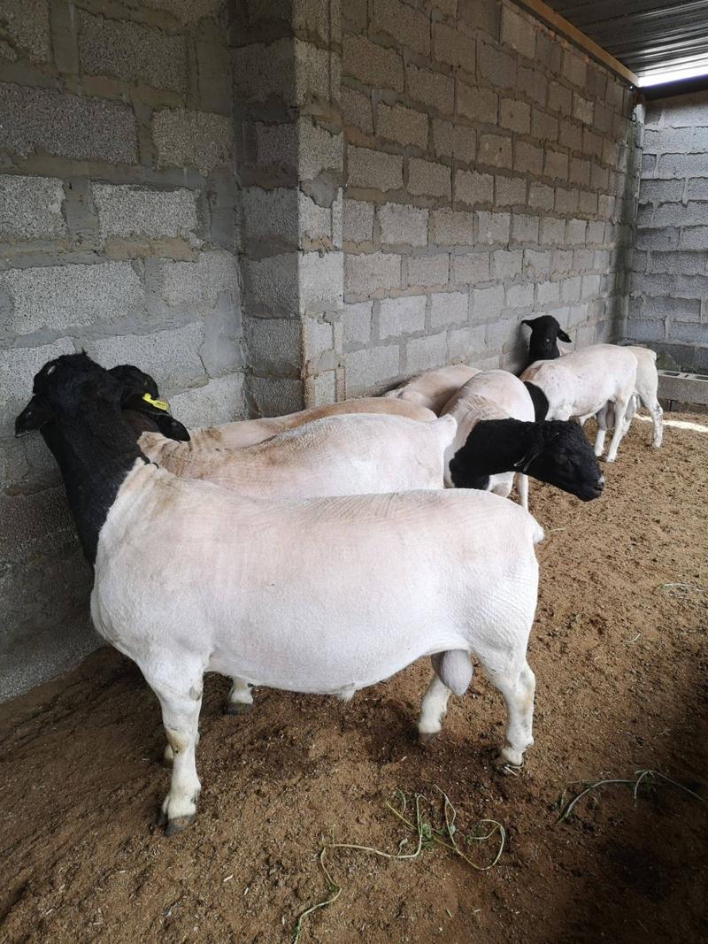 山东黑头杜泊羊种羊免费提供上门技术送打草机免费送到家