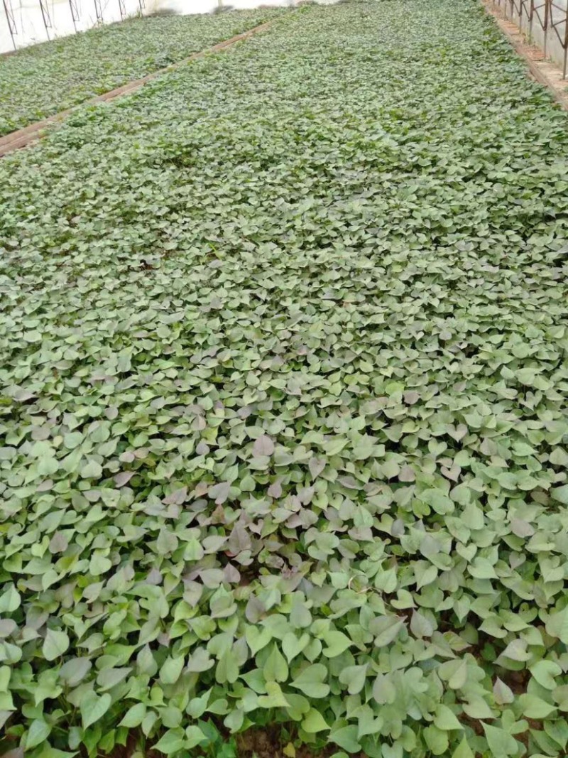 红薯苗，高产脱毒地瓜苗，成活率高早丰、济薯等品种大量批发