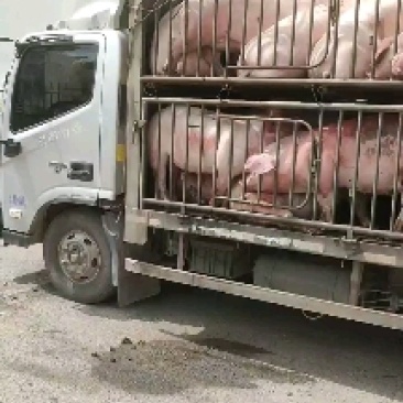 长期生猪外调，三元，好良杂
