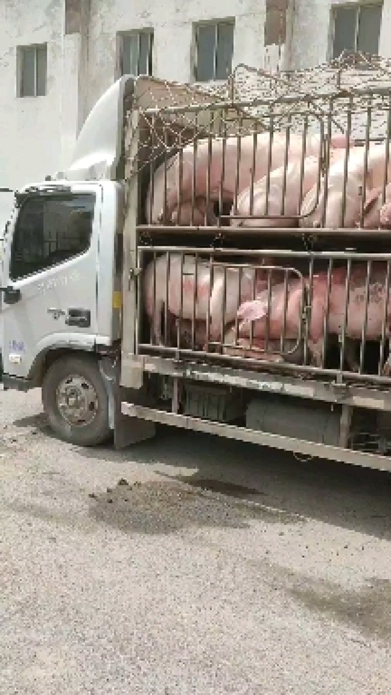 长期生猪外调，三元，好良杂