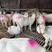 美国白山羊种羊山东养殖基地直发买10头送2头免费指导