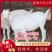 美国白山羊种羊山东养殖基地直发买10头送2头免费指导