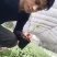 红果参紫花高产基地优质杯苗