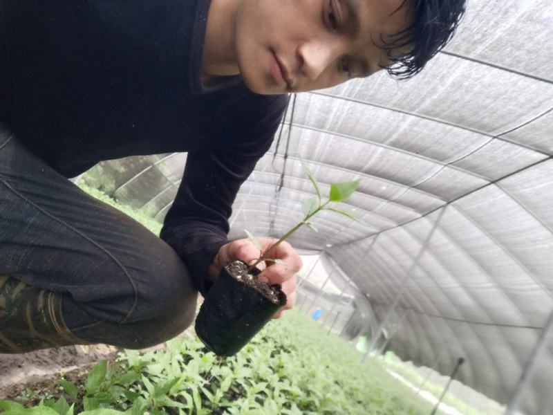 红果参紫花高产基地优质杯苗