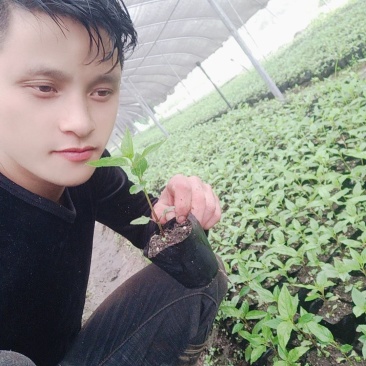 红果参紫花高产基地优质杯苗