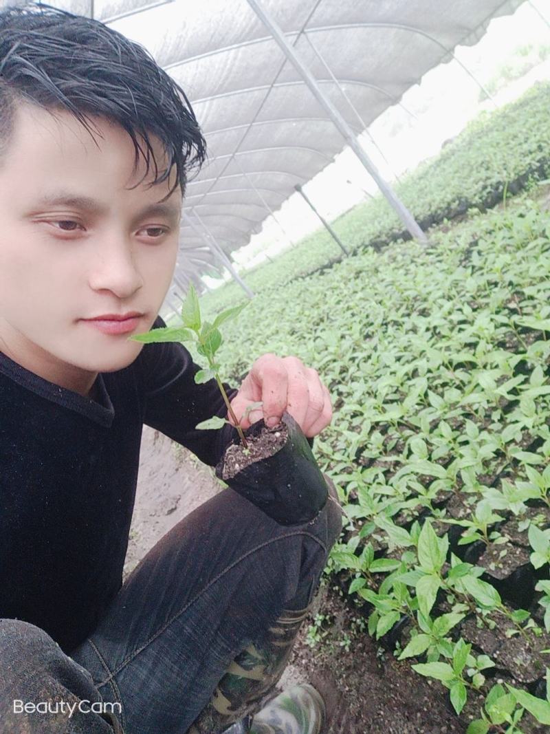 红果参紫花高产基地优质杯苗