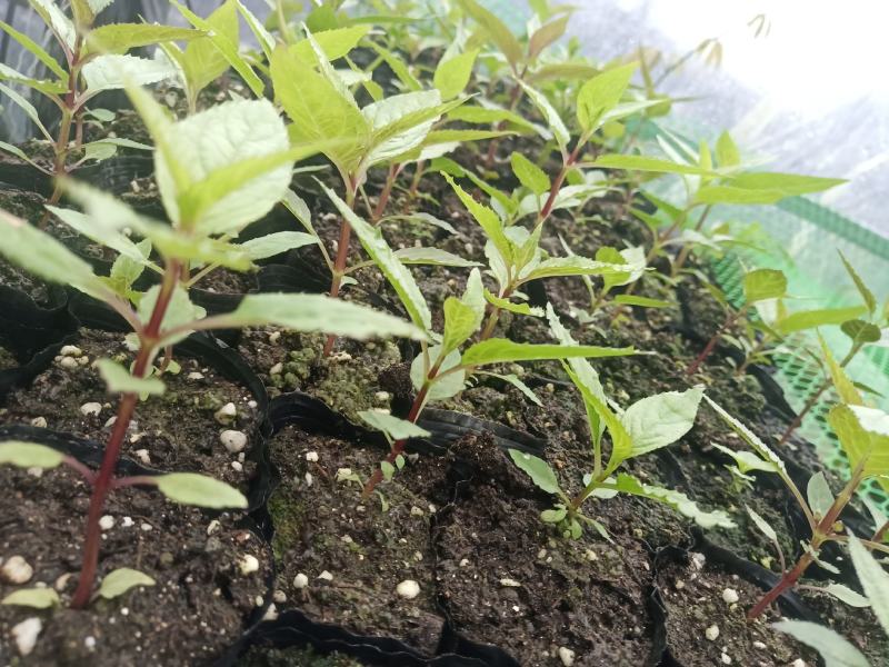 红果参紫花高产基地优质杯苗
