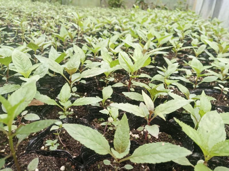 红果参紫花高产基地优质杯苗