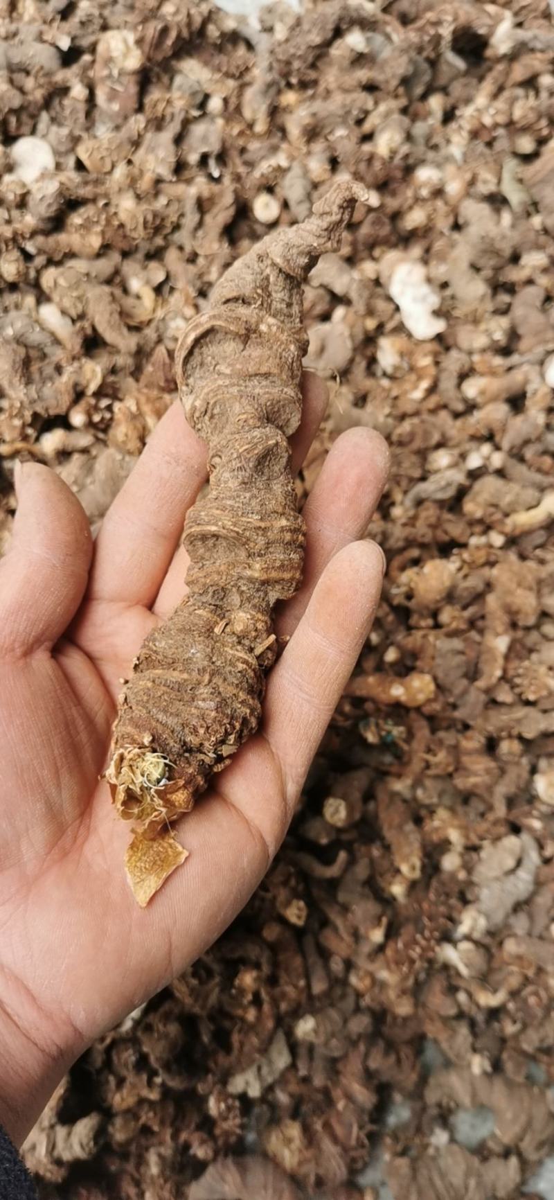 野生重楼，七叶一枝花，足斤足两，一手货源。
