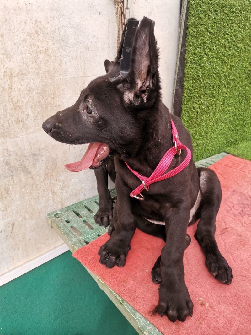 长期出售，黑狼犬，德牧犬，猎兔犬，马犬，疫苗齐全，保证健