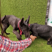 长期出售，黑狼犬，德牧犬，猎兔犬，马犬，疫苗齐全，保证健