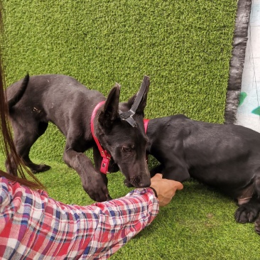 长期出售，黑狼犬，德牧犬，猎兔犬，马犬，疫苗齐全，保证健