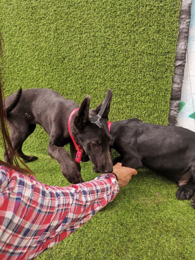 长期出售，黑狼犬，德牧犬，猎兔犬，马犬，疫苗齐全，保证健