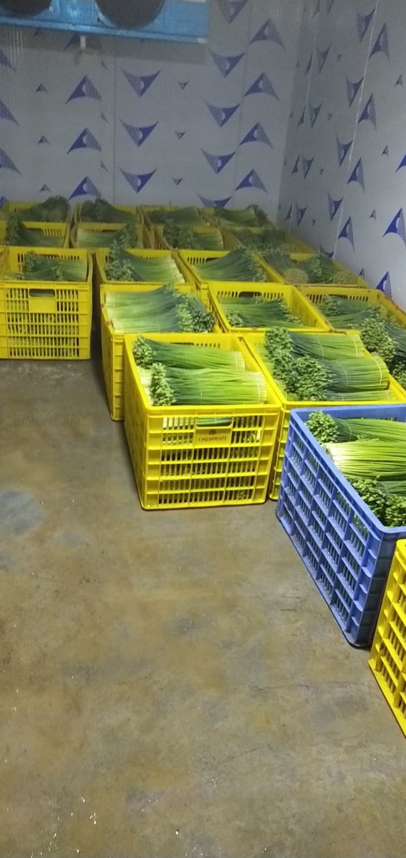 产地自销保证质量韭菜花