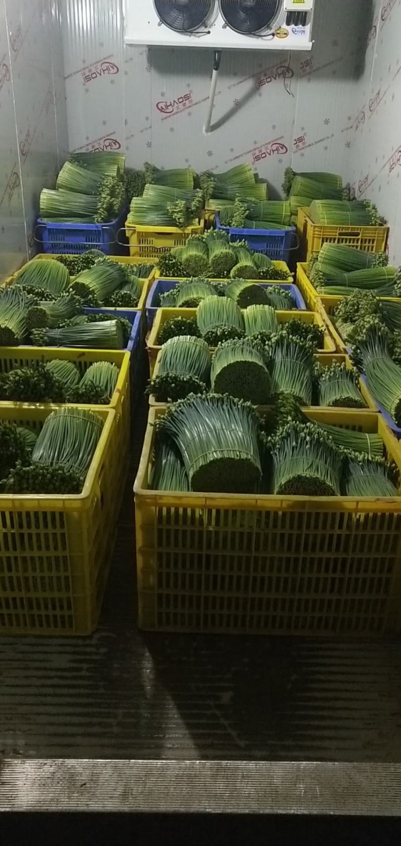 产地自销保证质量韭菜花