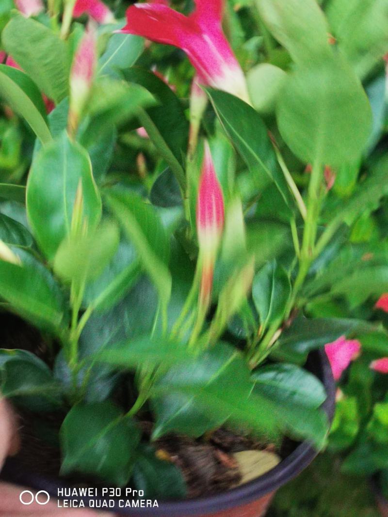 飘香藤开花大红满树花苞树型漂亮四季青叶