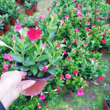 飘香藤开花大红满树花苞树型漂亮四季青叶