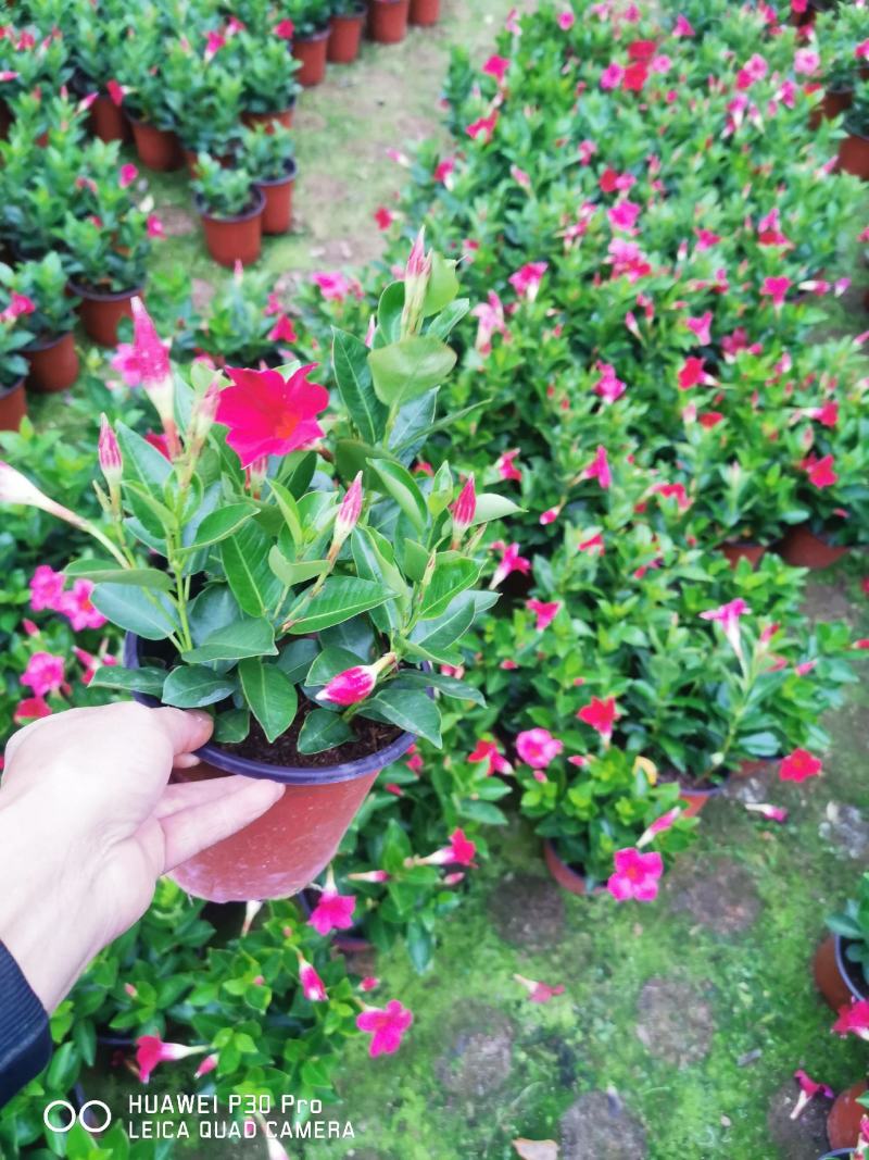 飘香藤开花大红满树花苞树型漂亮四季青叶