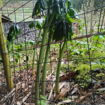 八角莲苗，山荷叶，金魁莲，旱八角莲种苗植物花卉可