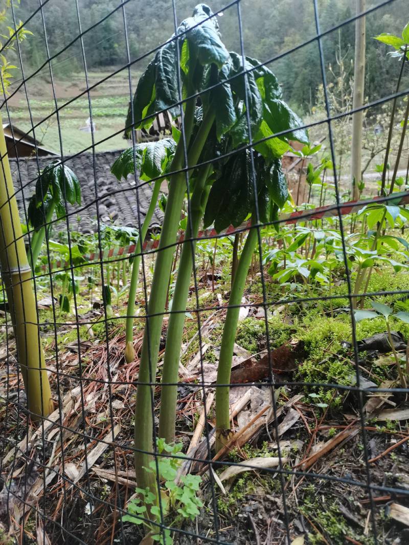 八角莲苗，山荷叶，金魁莲，旱八角莲种苗植物花卉可