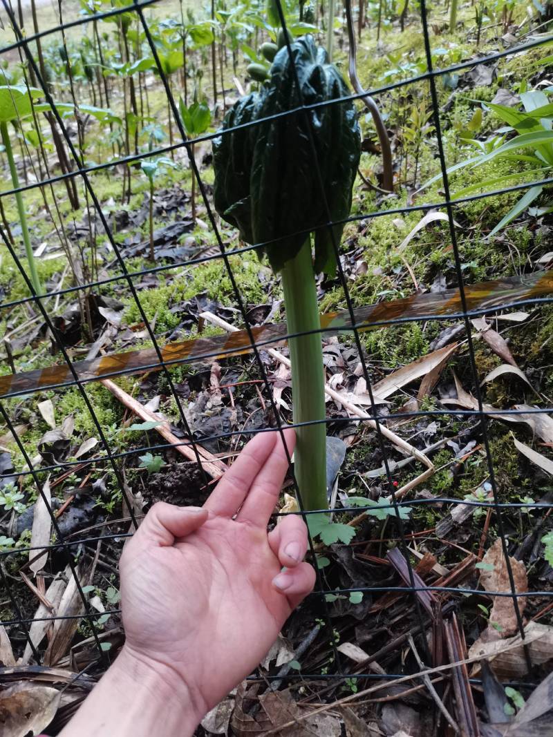 八角莲苗，山荷叶，金魁莲，旱八角莲种苗植物花卉可