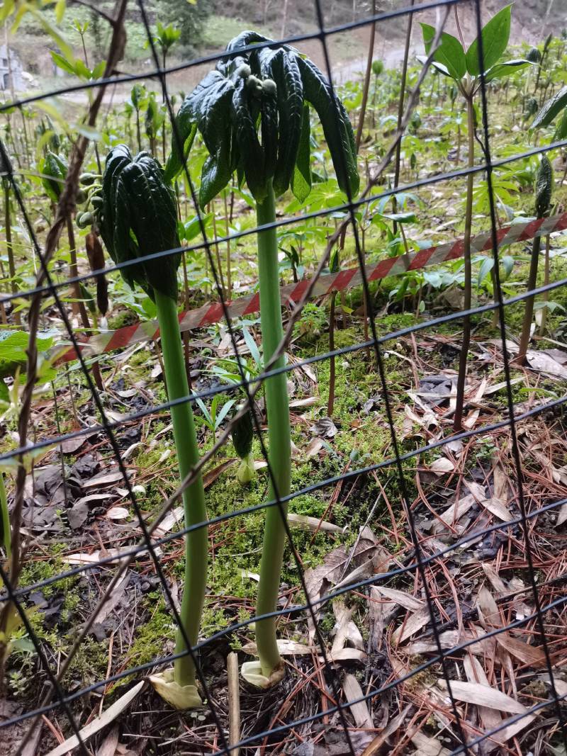八角莲苗，山荷叶，金魁莲，旱八角莲种苗植物花卉可