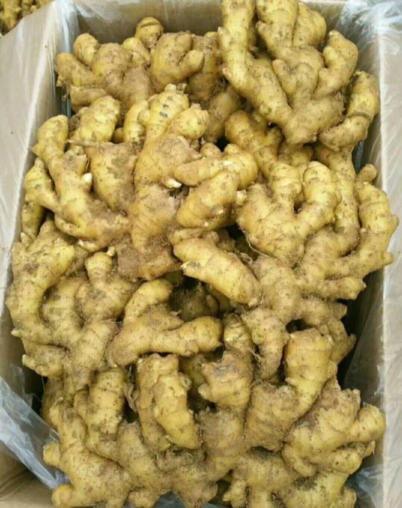优质生姜精品大黄姜，产地直销货源充足，价格优惠全国发货