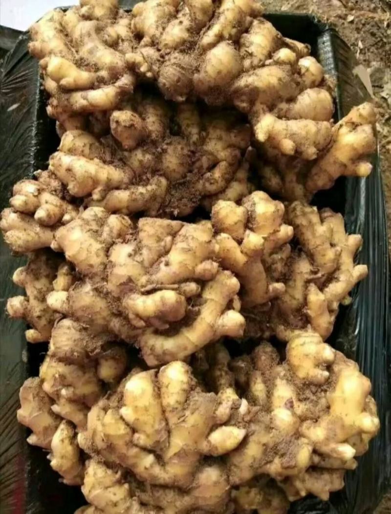 优质生姜精品大黄姜，产地直销货源充足，价格优惠全国发货