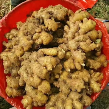 优质生姜精品大黄姜，产地直销货源充足，价格优惠全国发货