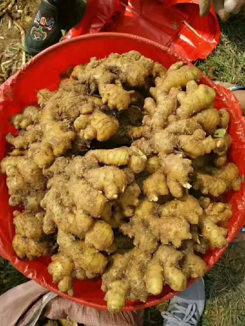 优质生姜精品大黄姜，产地直销货源充足，价格优惠全国发货