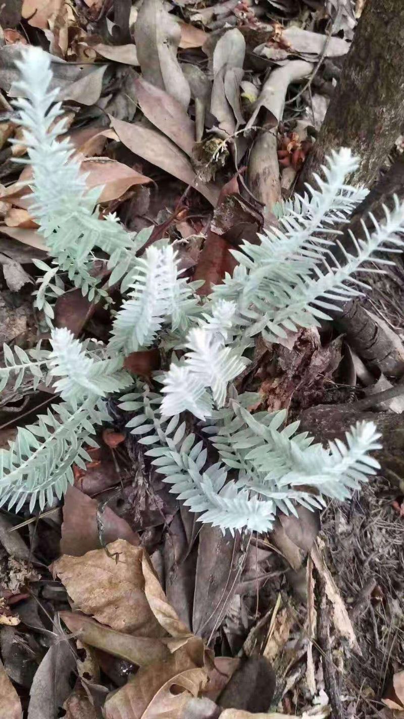 野生鹿茸草六月霜