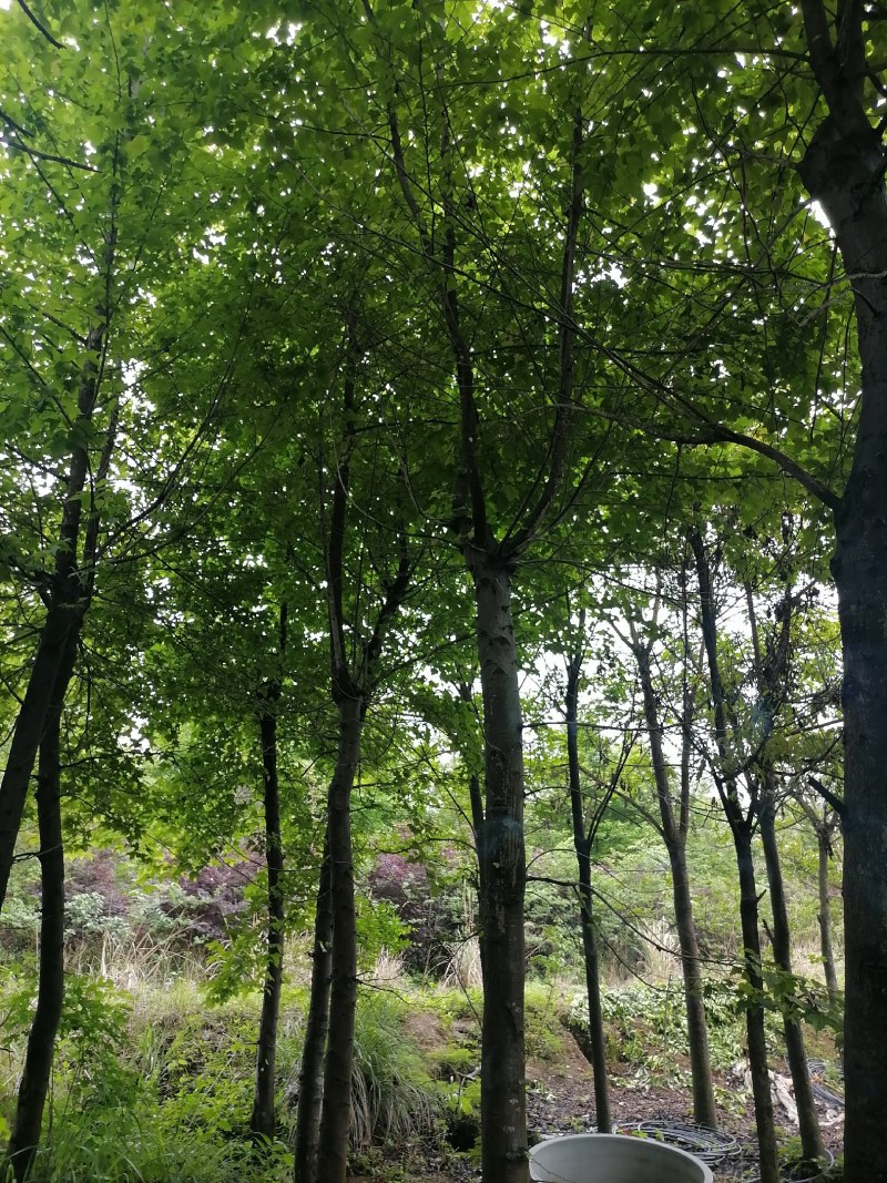 枫香，10-30公分枫香长期供应！山货地苗都有！