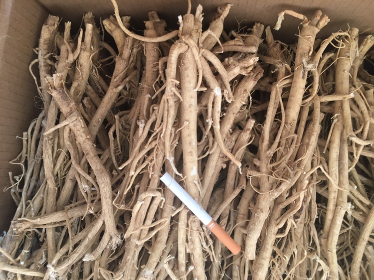 黑苦荞与黄芪干品对比图