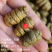 云南铁皮石斛干打粉多胶枫斗干品煲汤料500g包邮